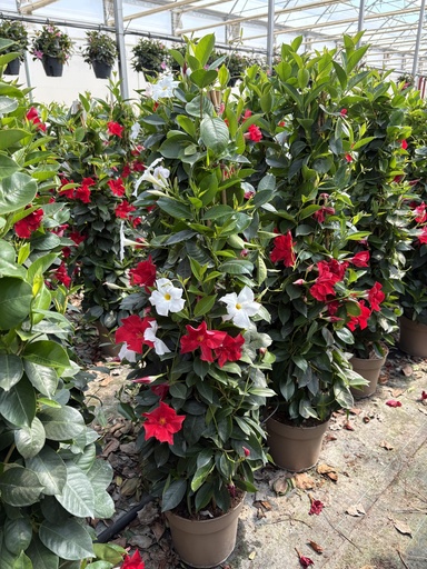 [DIPP21B] Dipladenia bicolor pyramid 21 