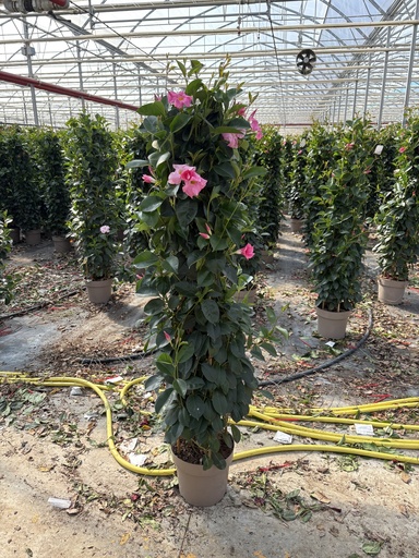 [DIPP27P] Dipladenia pink piramide 27