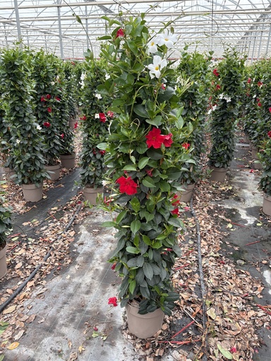 [DIPP27B] Dipladenia bicolor pyramid 27