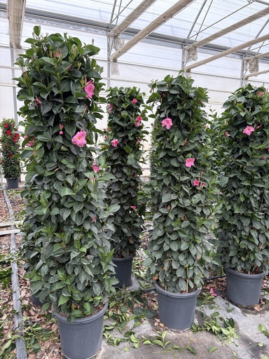 [DIPP33P] Dipladenia pink pyramid 33 