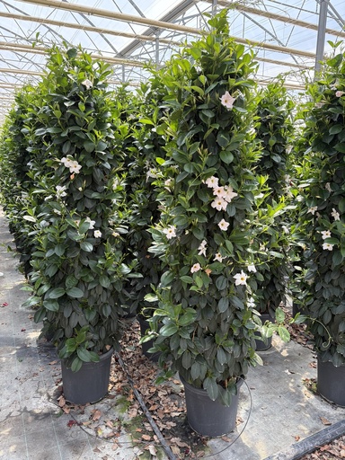 [DIPP33W] Dipladenia white pyramid 33 