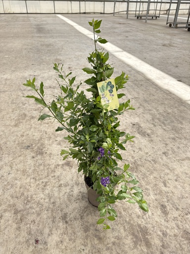 [DURP17] Duranta repens Pyramide 17