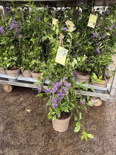 [DURP17] Duranta repens piramide 17