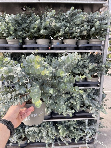 [EUCB17BB] Eucalyptus pulverulenta Baby Blue bush 17