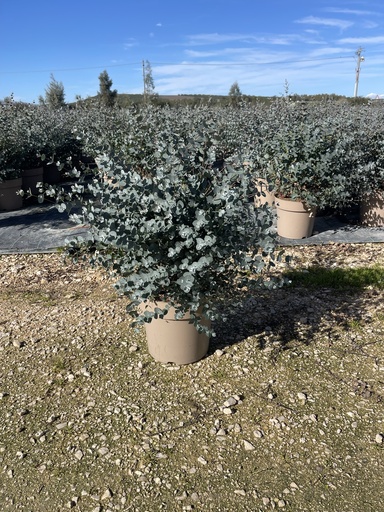 [EUCB27G] Eucalyptus gunnii Busch 27