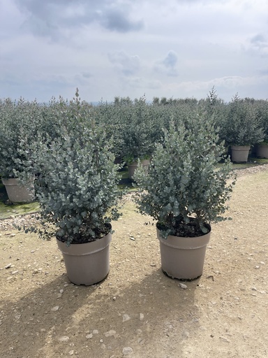 [EUCB27G] Eucalyptus gunnii Busch 27