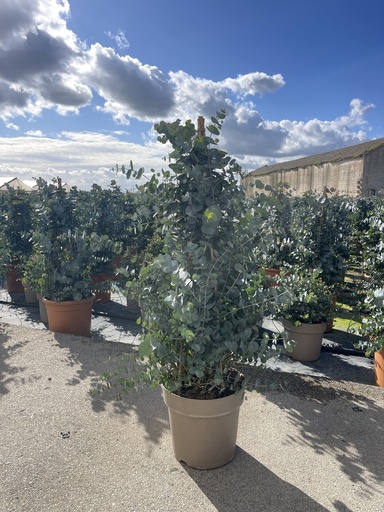 [EUCP27C] Eucalyptus cinerea Silver Dollar piramide 27