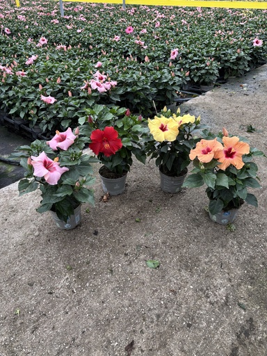 [HIBB17] Hibiscus rosa sin. bush 17