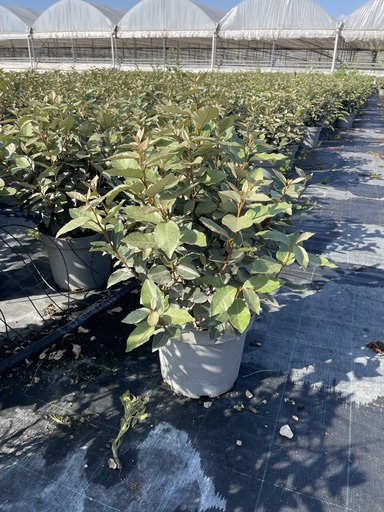 [ELAB26EC] Elaeagnus ebbingei Compacta Busch 26