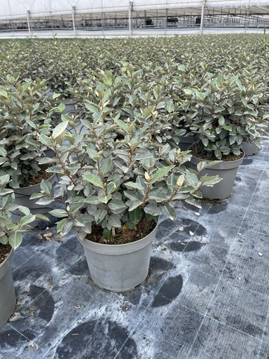 [ELAB26EC] Elaeagnus ebbingei Compacta bush 26