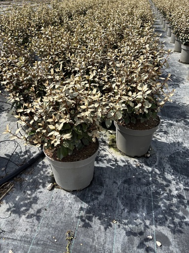 [ELAB26EC] Elaeagnus ebbingei Compacta bush 26