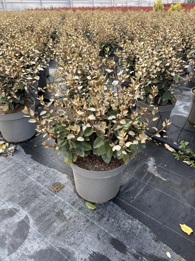 [ELAB26EC] Elaeagnus ebbingei Compacta cespuglio 26