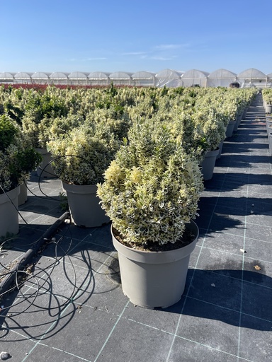 [EUOB26WS] Euonymus jap. White Spire Busch 26