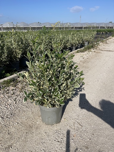 [EUOB26B] Euonymus jap. Bravo Busch 26