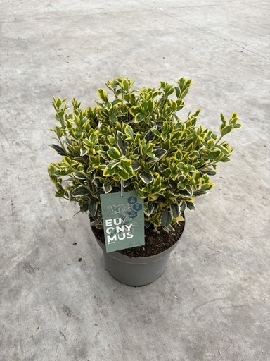 [EUOB26B] Euonymus jap. Bravo Busch 26
