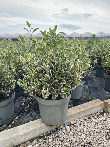 [EUOB26B] Euonymus jap. Bravo bush 26
