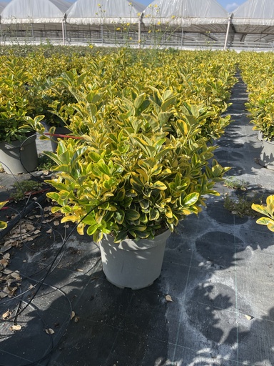 [EUOB26EA] Euonymus jap. Aurea Busch 26