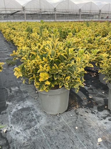 [EUOB26EA] Euonymus jap. Aurea bush 26