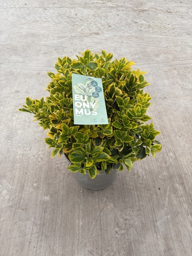 [EUOB26EA] Euonymus jap. Aurea bush 26