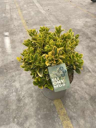 [EUOB26EA] Euonymus jap. Aurea cespuglio 26