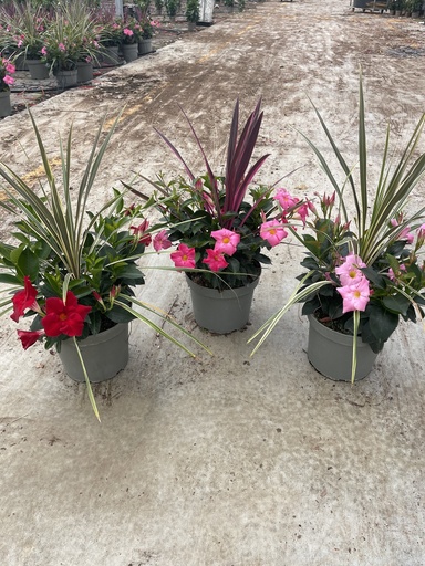 [DIPGC] Dipladenia Garden Container MIX V.26