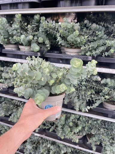 [EUCB12BB] Eucalyptus pulverulenta Baby Blue Busch 12