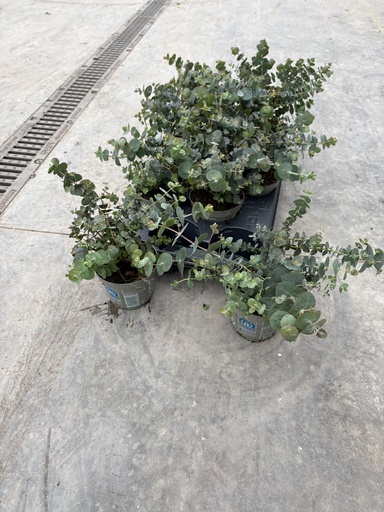 [EUCB12BB] Eucalyptus pulverulenta Baby Blue bush 12