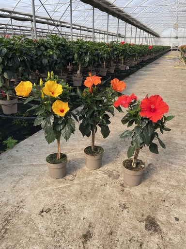 [HIBST17] Hibiscus rosa sin. Stamm 17