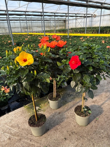 [HIBST23] Hibiscus rosa sin. Stamm 23