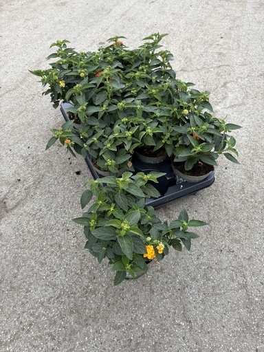 [LANB12O] Lantana camara arancio cespuglio 12