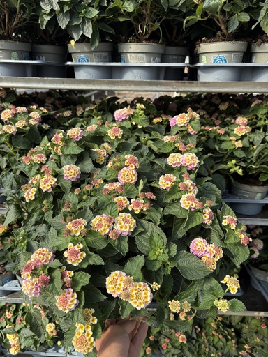 [LANB12L] Lantana camara purple bush 12