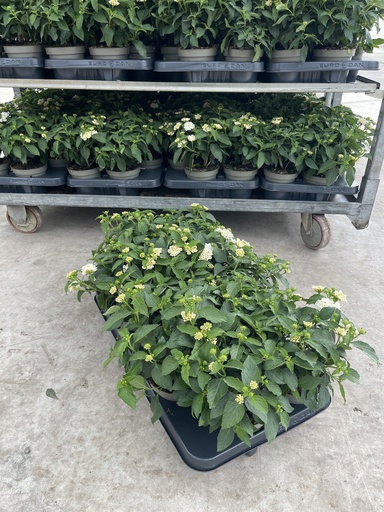 [LANB12W] Lantana camara Weiss Busch 12