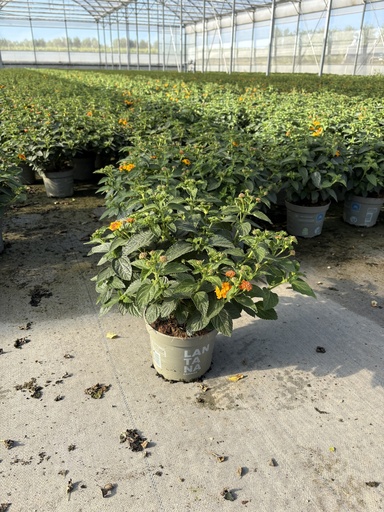 [LANB17O] Lantana camara Orange Busch 17