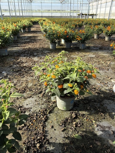 [LANB17O] Lantana camara orange bush 17
