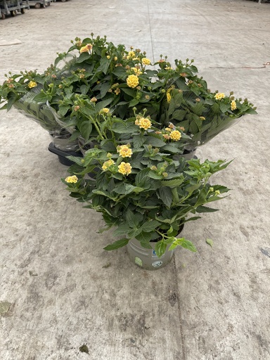 [LANB17L] Lantana camara Lila Busch 17