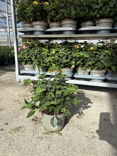 [LANB17L] Lantana camara Lila Busch 17
