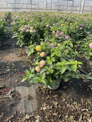 [LANB17L] Lantana camara lilla cespuglio 17