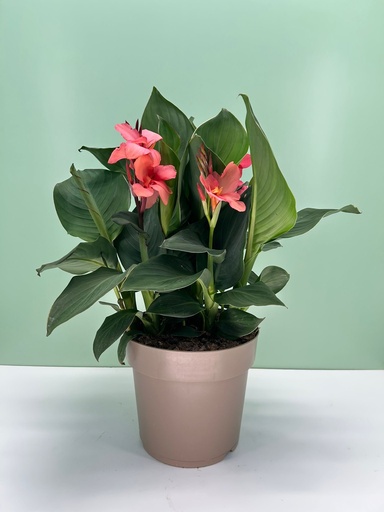 [CANB27] Canna CANNOVA bush 27