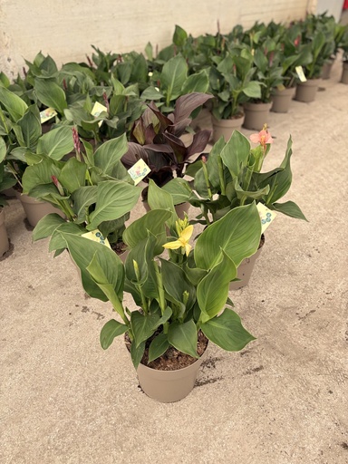 [CANB27] Canna CANNOVA bush 27