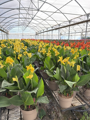 [CANB27] Canna CANNOVA bush 27