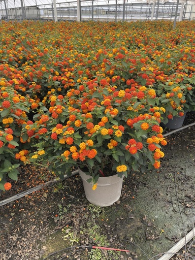 [LANB27O] Lantana camara Orange Busch 27