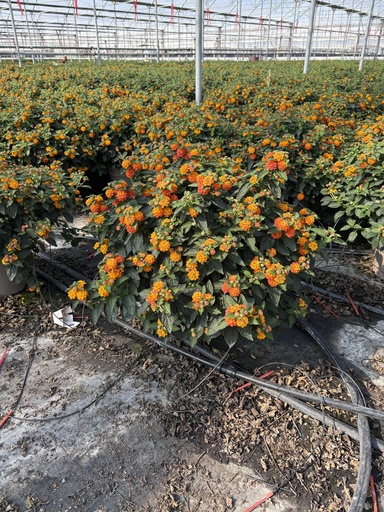 [LANB27O] Lantana camara orange bush 27