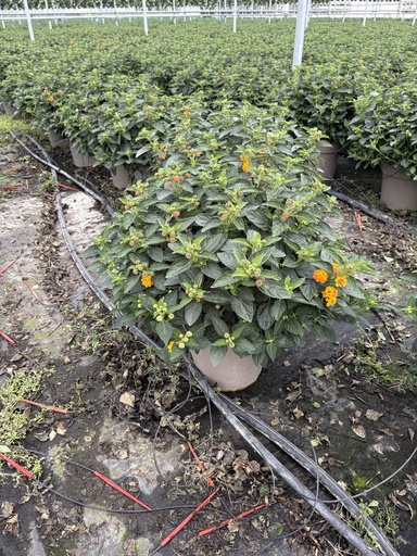 [LANB27O] Lantana camara orange bush 27