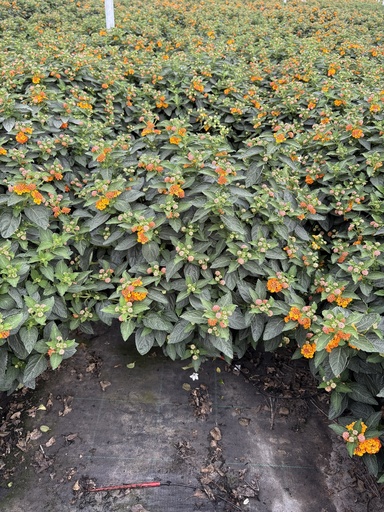 [LANB27O] Lantana camara orange bush 27