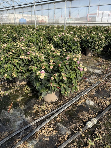 [LANB27L] Lantana camara lilla cespuglio 27