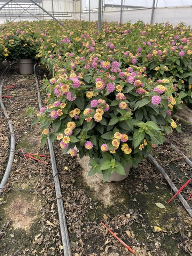 [LANB27L] Lantana camara lilla cespuglio 27
