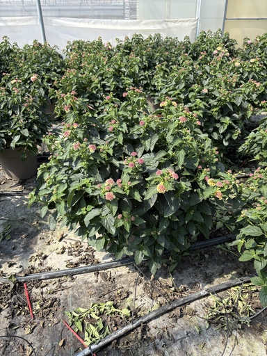[LANB27L] Lantana camara purple bush 27