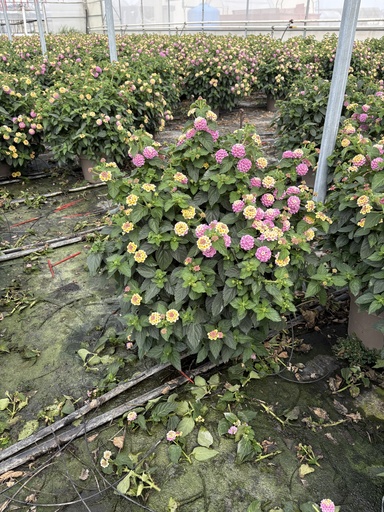 [LANB27L] Lantana camara purple bush 27