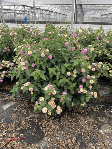 [LANB33L] Lantana camara purple bush 33