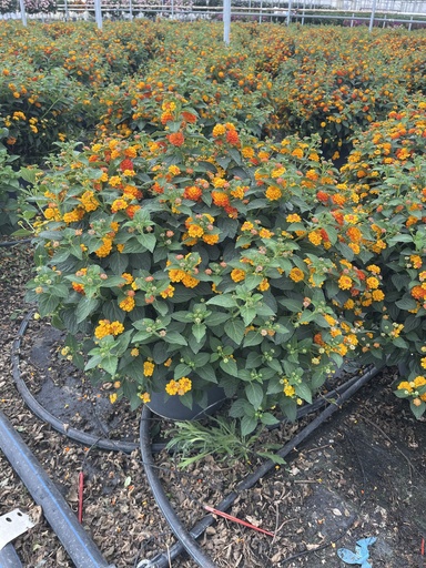 [LANB33O] Lantana camara Orange Busch 33